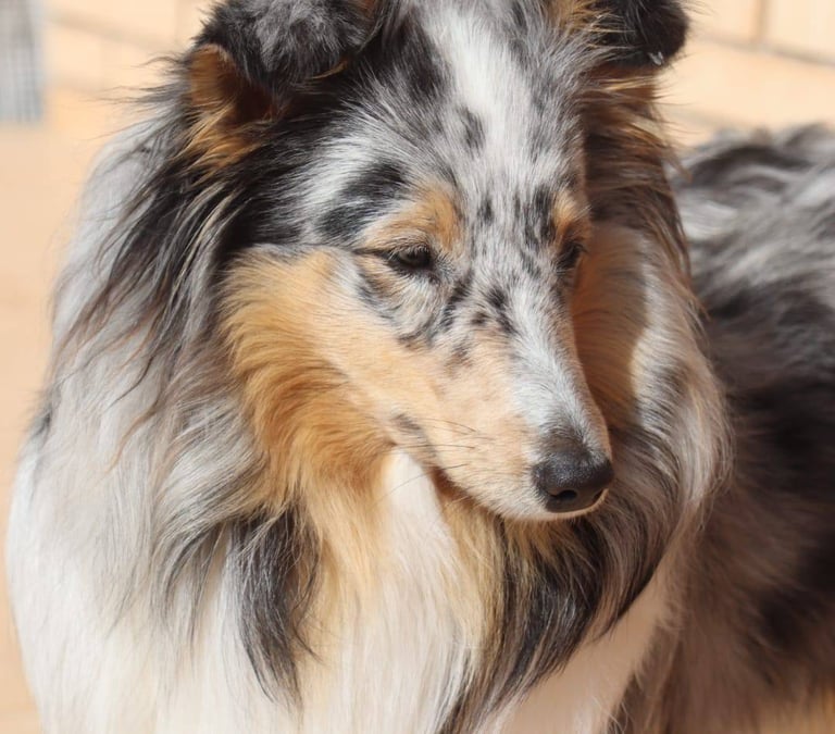 Pastor de las islas de shetland, Maravryan shelties, Shelties de Maravryan, Shetland sheepdog