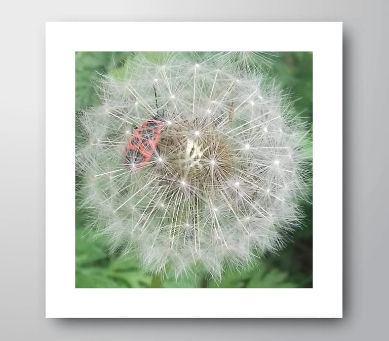 Close-up of a red firebug on a fluffy white dandelion seed head in nature.