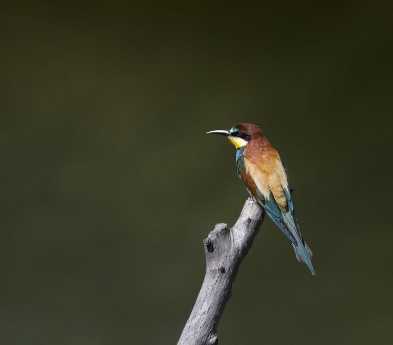 Fotokurs Bienenfresser Fotografieren in Basel