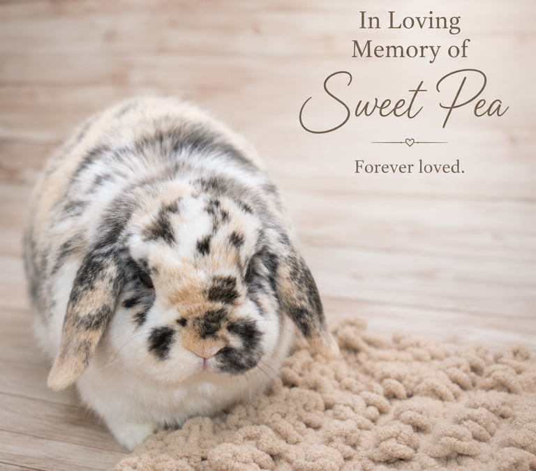 Sot Cross Buns' Sweet Potato - renamed Sweet Pea