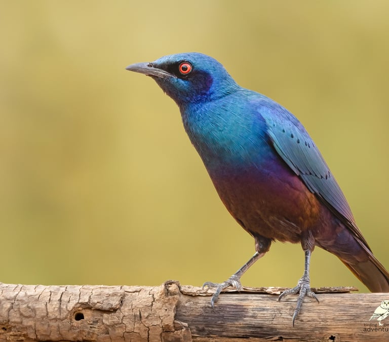 Bronsstaartspreeuw gefotografeerd in natuurlijk licht in Gambia tijdens een begeleide vogelreis