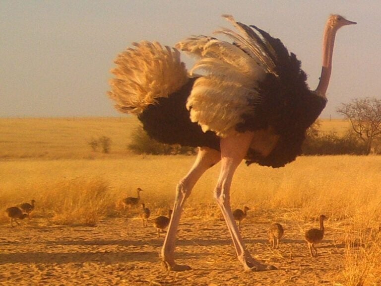 Soul of nomads - Travel Guides - Top Destinations to Visit in Morocco in 2025 - Chigaga Dunes 