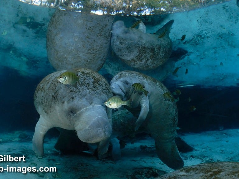 Une mère et son petit près de la surface de Three Sisters Springs, à Crystal River, Floride (© Alary-Gilbert/SUB-IMAGES)