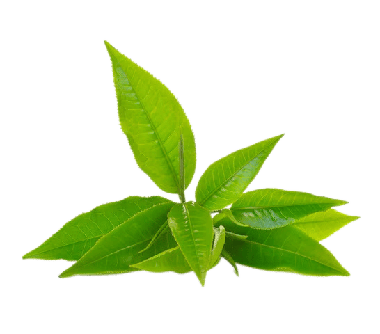 camellia sinensis