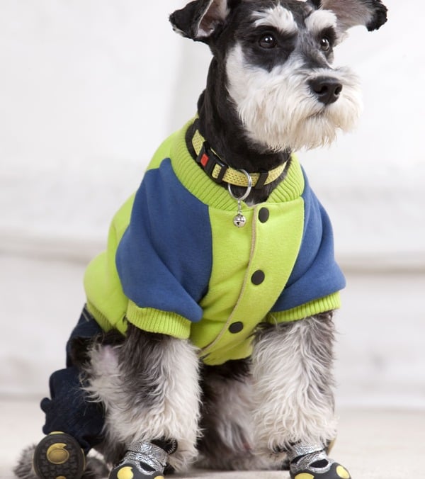 Un perro con una chaqueta verde y azul  y botas protectoras, sentado en el interior de una casa