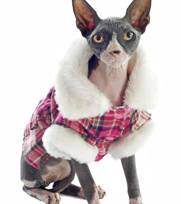 Gato de raza Sphynx luciendo un abrigo de cuadros rosa con cuello de peluche blanco