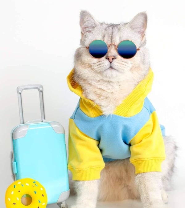 gato blanco con lentes de sol, sudadera azul con amarillo al lado de una maleta de viaje y un salvavidad sobre fondo blanco