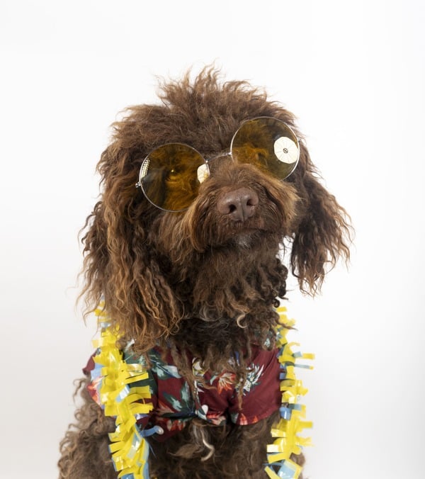 Perrito café usando lentes de sol y collar amarillo, con camisa de flores y fondo blanco