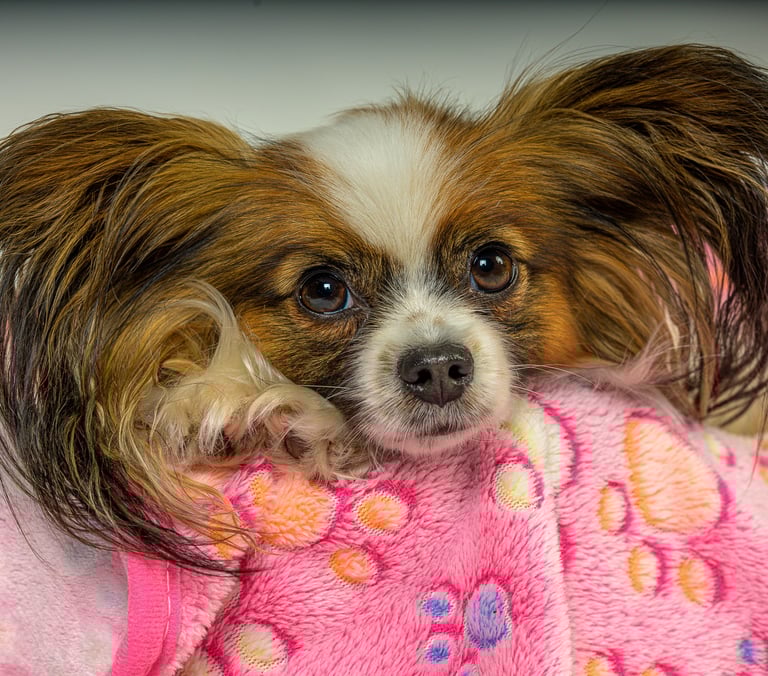 regard intense de chien