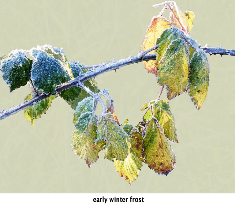 a branch of a tree with frost on it in early winter