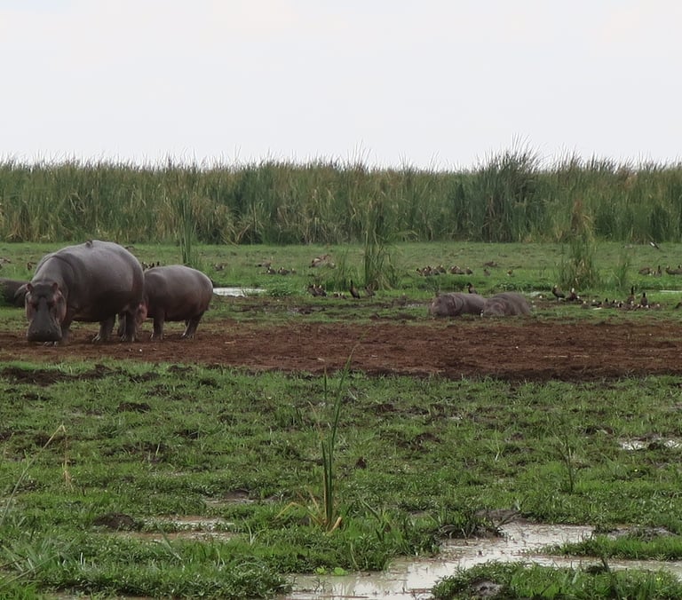 A group of Hippopotamus refreshing at Lake Manyara National Park