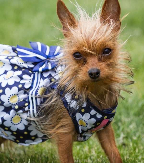 Un pequeño perro terrier marrón con un vestido estampado de margaritas azules y blancas sobre hierba
