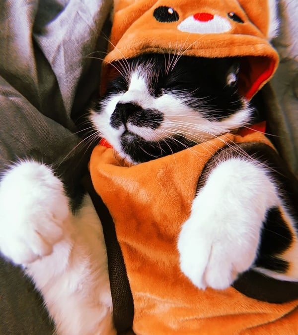 Un gato esmoquin durmiendo en una cama mullida, con un adorable disfraz de reno naranja con capucha.