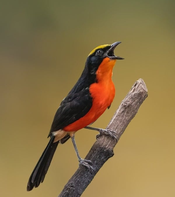 Yellow-crowned Gonolek perched on a branch in The Gambia