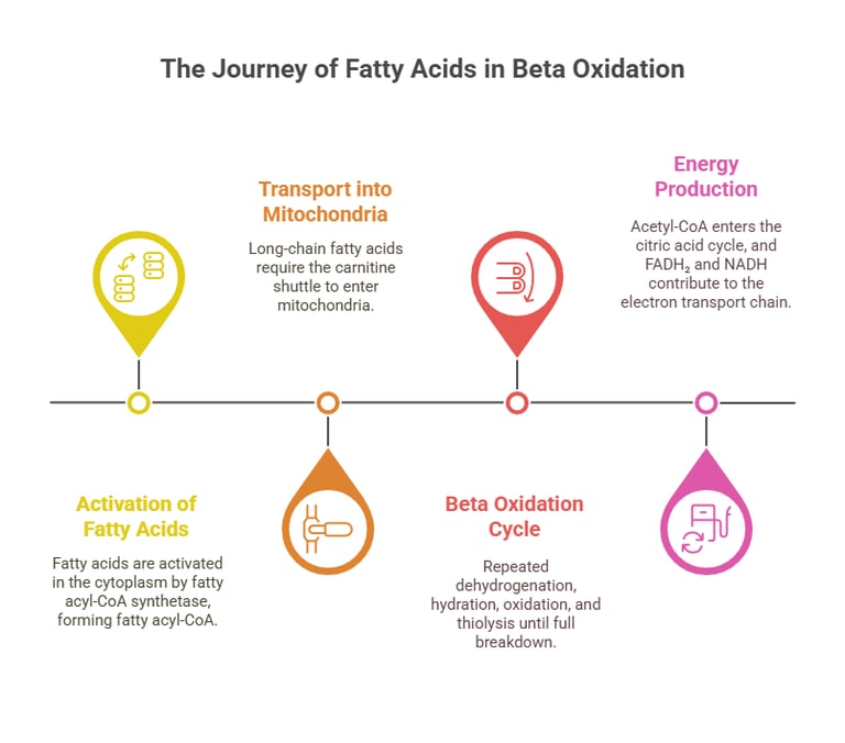 steps beta oxidation