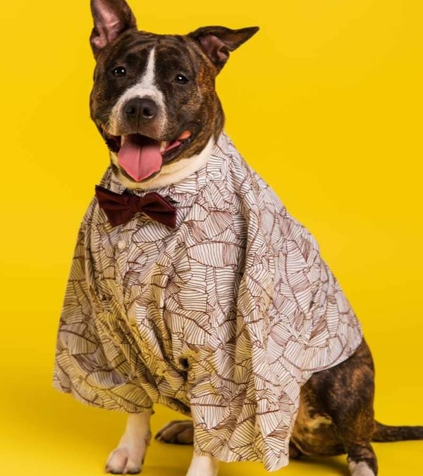 Un perro mestizo de pitbull atigrado con una camisa estampada abotonada y pajarita