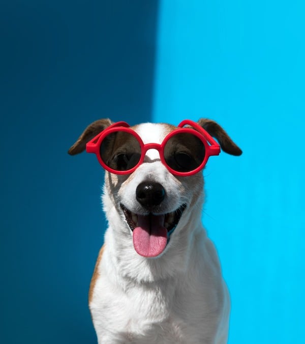 Un Jack Russell Terrier feliz con gafas de sol rojas sobre un fondo azul brillante.