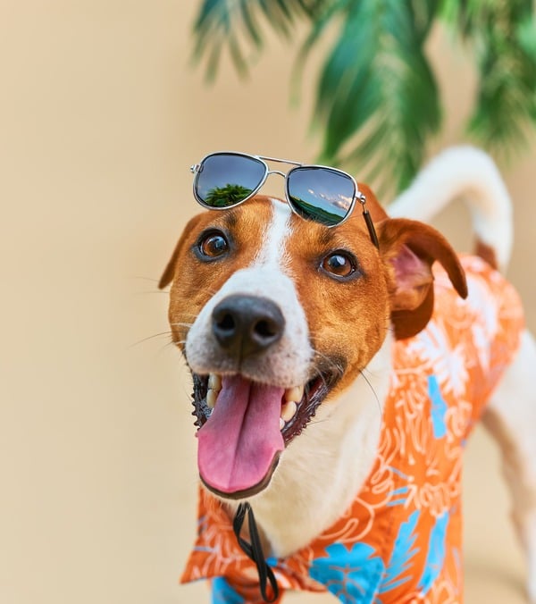 perro con camisa hawaina naranja 