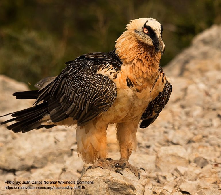 bearded vulture