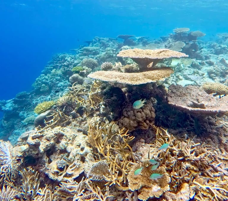 Ayada Maldives house reef snorkelling