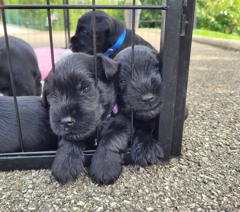 Chiots Schnauzers nains noirs