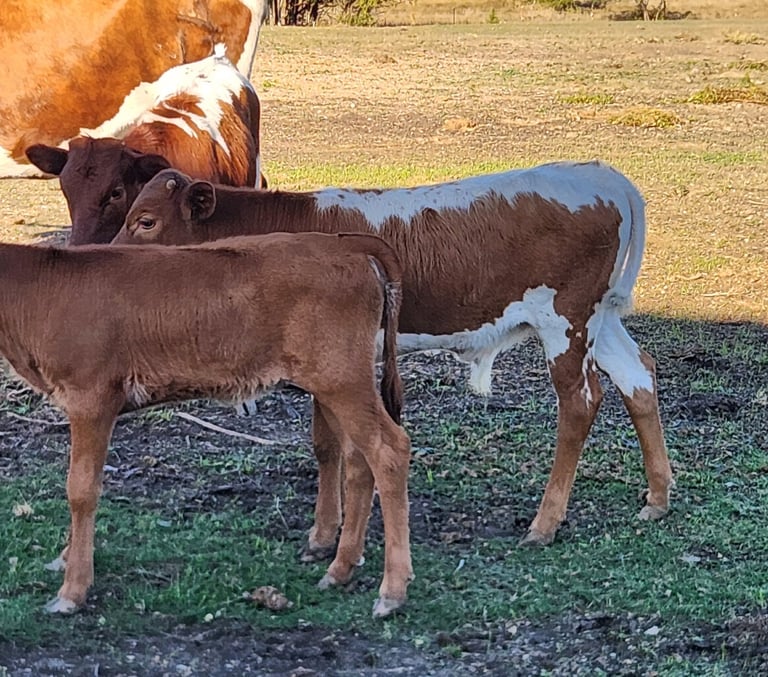 Miniature Texas Longhorn calves