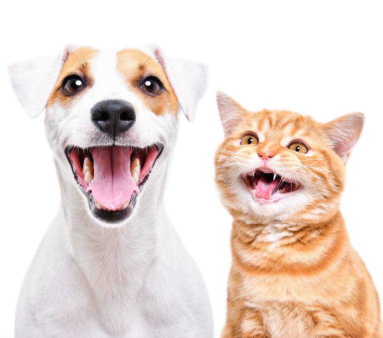  TKEL veterinario a domicilio  en TOMARES