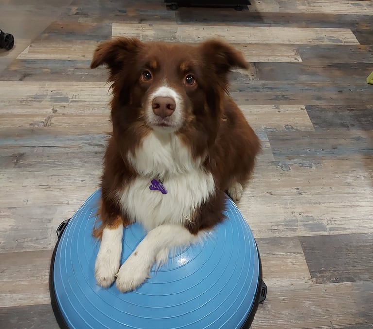 dog on exercise equipment