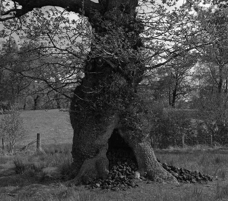    The Coal Tree. Cwmgiedd.  2015