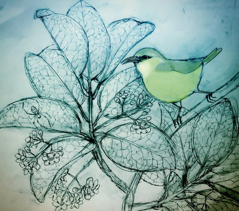 alawi native bird of Hawaii sketch by Erzsi Palko