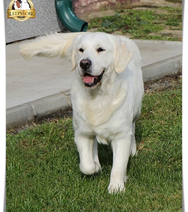 Sleepysong Kennel Goldens DAM Female dog