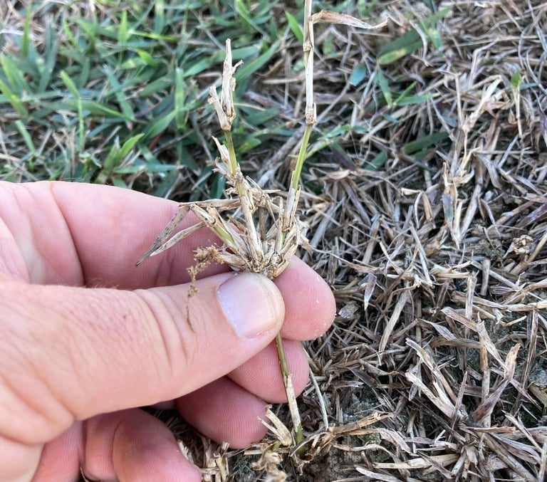 analyzing herbicide performance on grass