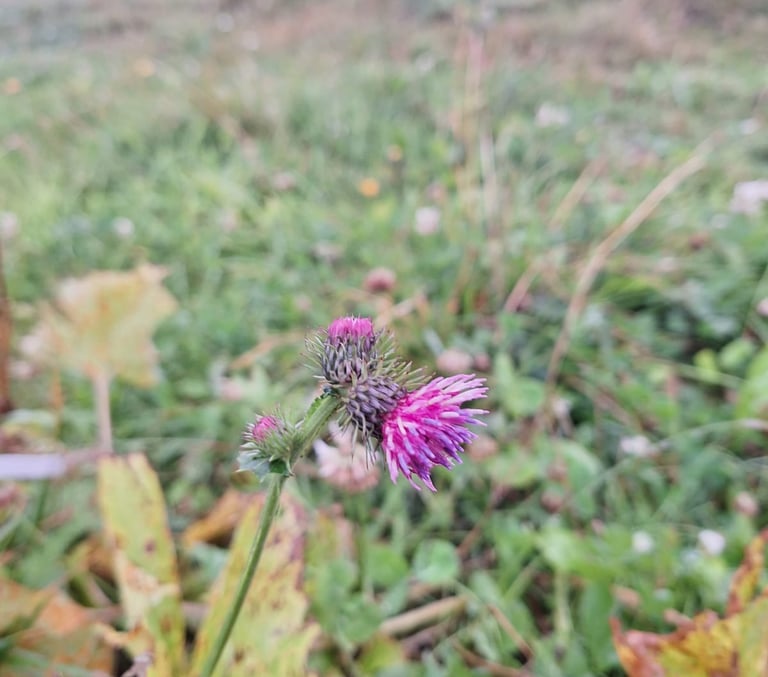 a pink Alpine flower in a meadow