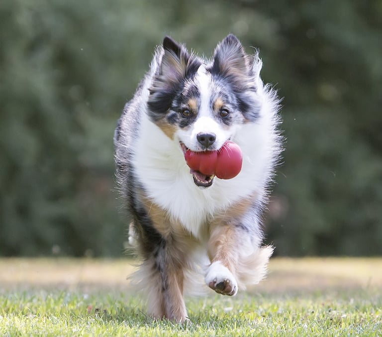 KONG Classic snackbal honden speelgoed rubber rood maat L voor kauwende honden