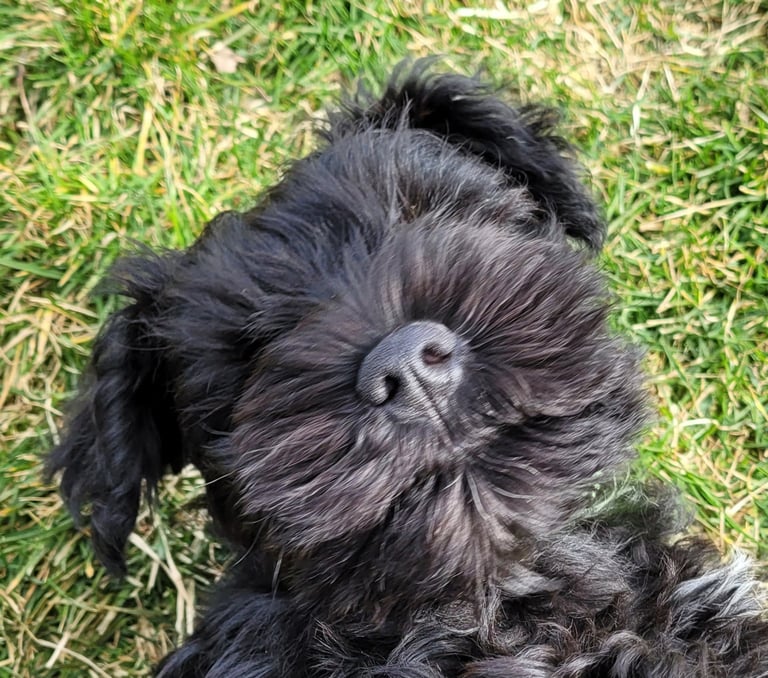 Gros plan sur chiot Schnauzer nain