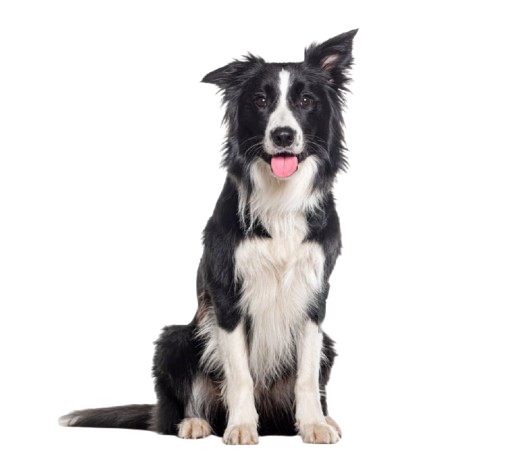 Fugue, peur. Chiens adultes, chiots, éducation canine seine et marne 77