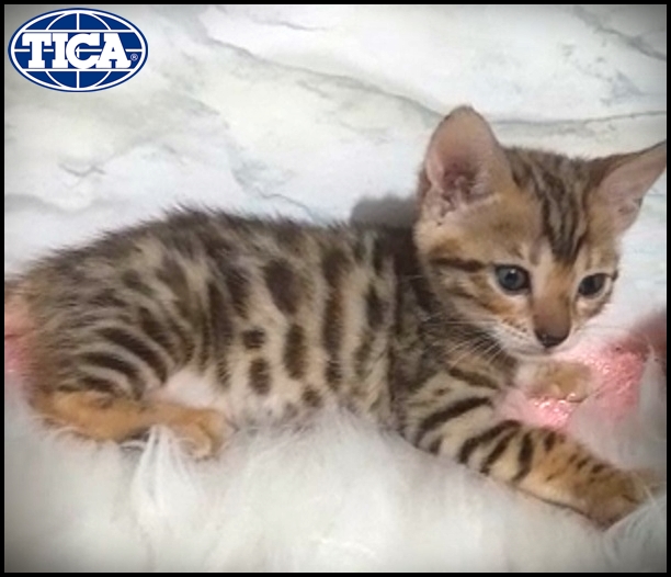A TICA registered Bengal kitten with spotted rosettes lying on a soft white faux fur rug.