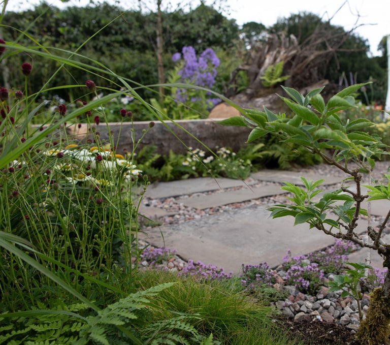 a small Elder tree in a garden with a stone path