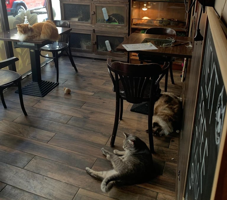 Zoo Café Budapest
