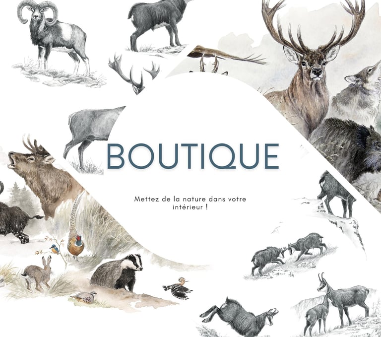 Présentation d'éditions limitées Fine Art, représentant la boutique du site.