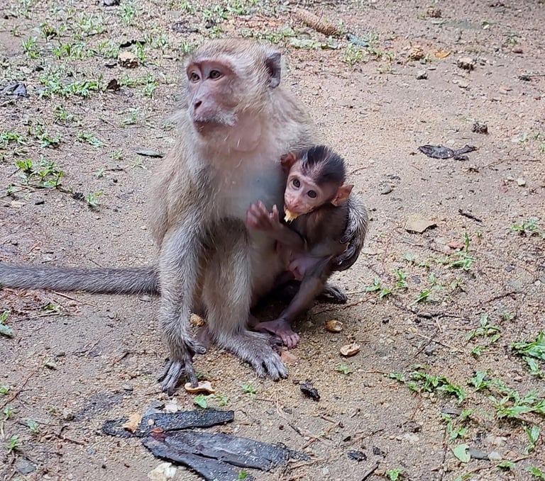 thaialnd phang nga wat suwan khua monkeys