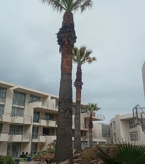 palm-trimming-services