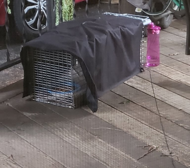 Havahart trap and a trap cover, with water bottle and string trigger