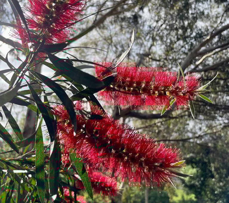 Native Callistemon: Bottle brush tree