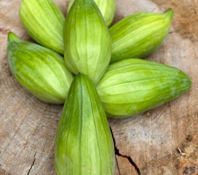 ACHOCHA 'SLIPPER GOURD' | A vigorous climbing vine belonging to the cucumber family.