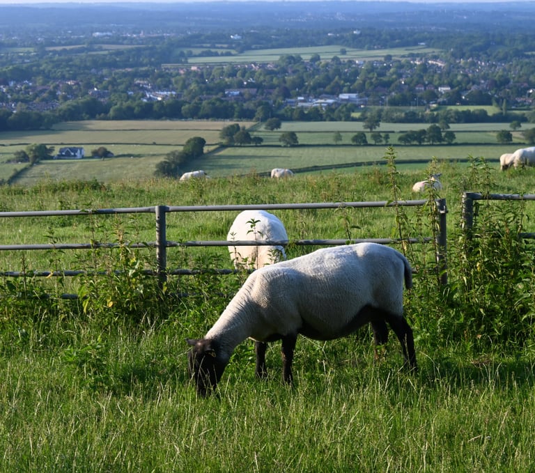 Sussex countryside