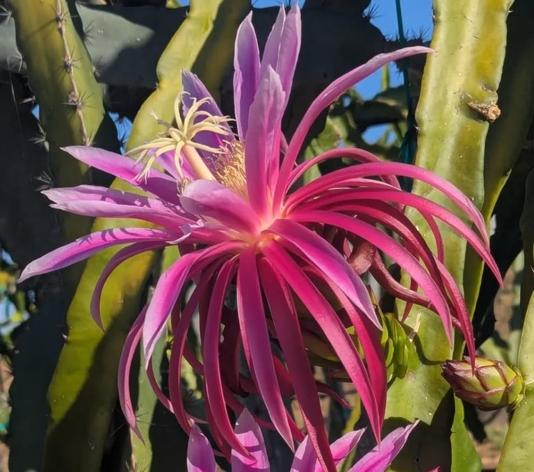 purple dragonfruit flower