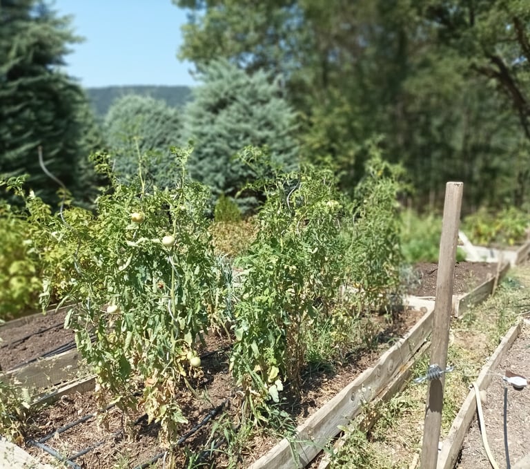Not a single ripe tomato