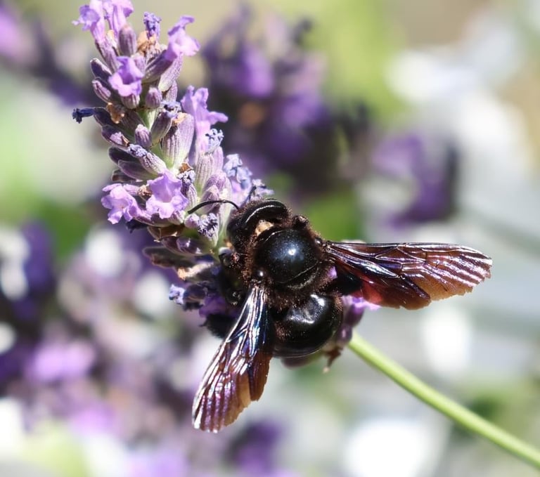The carpenter Bee