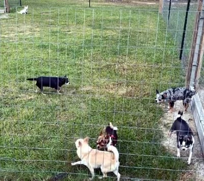 Six adult AKC Chihuahuas playing in grassy fenced enclosure at Louisiana breeder Guys Cajun Paws